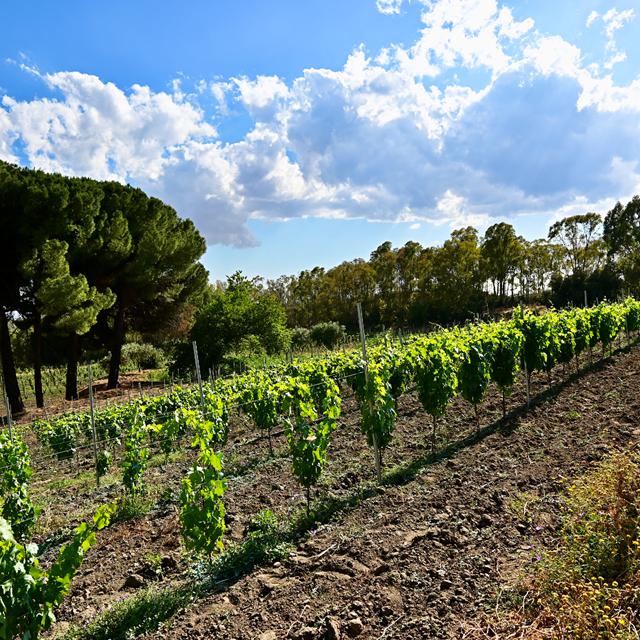 Azienda Vecchia Masseria